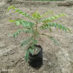 curry leaf