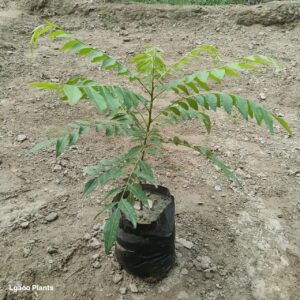 curry leaf