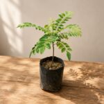 curry leaf