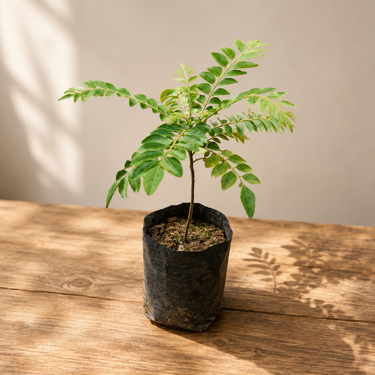 curry leaf