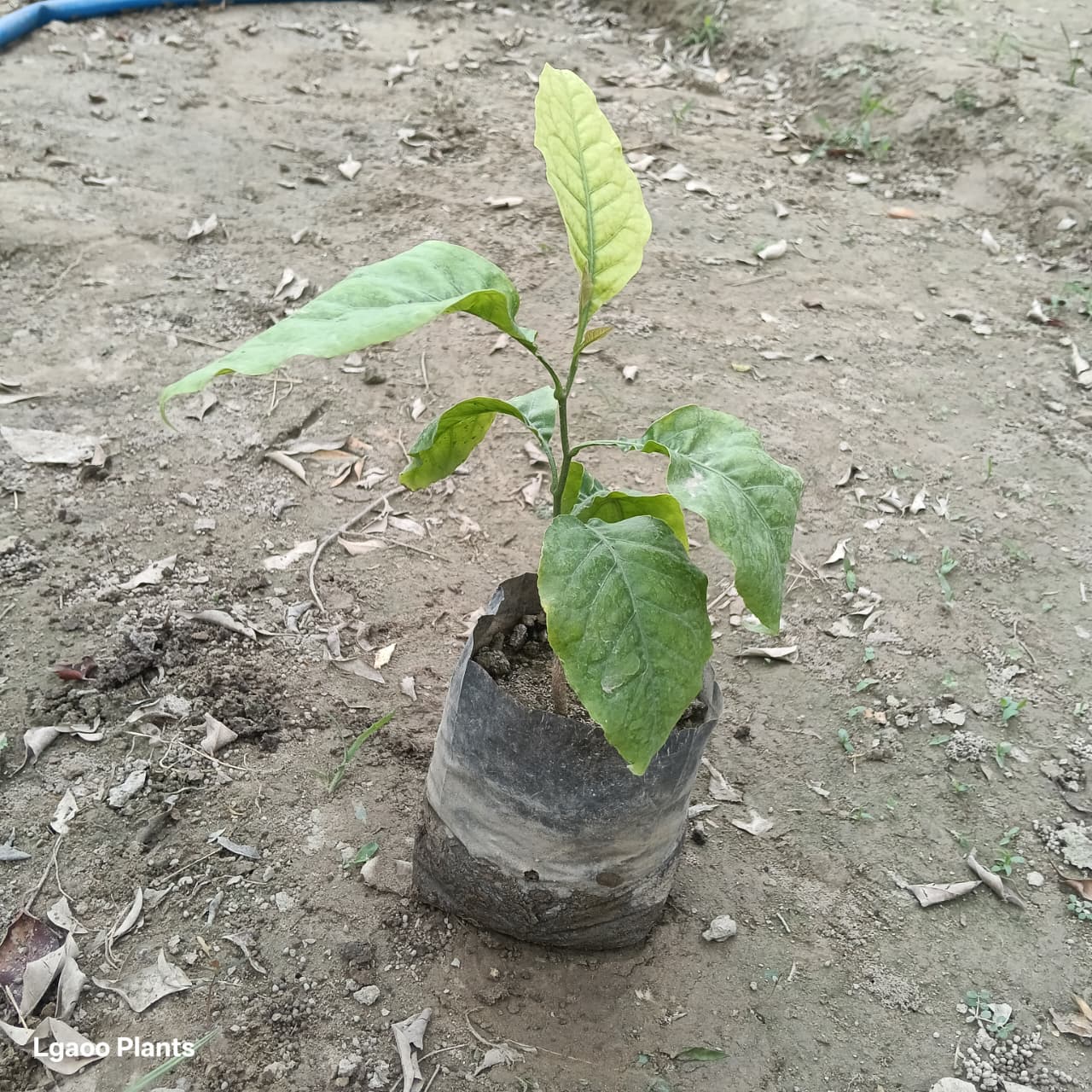 belpatra