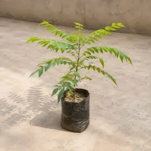 curry patta plant