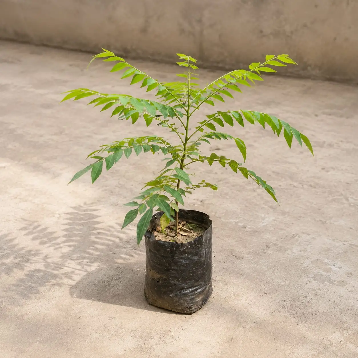 curry patta plant