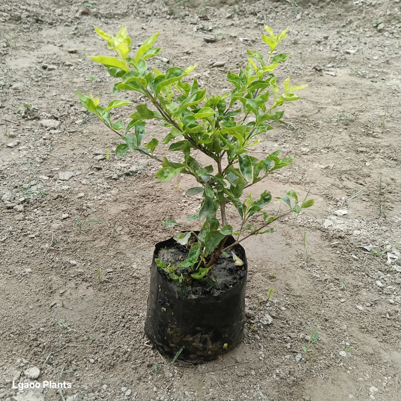 duranta