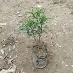 Dwarf Chandi