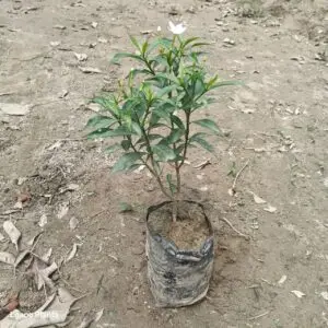 Dwarf Chandi