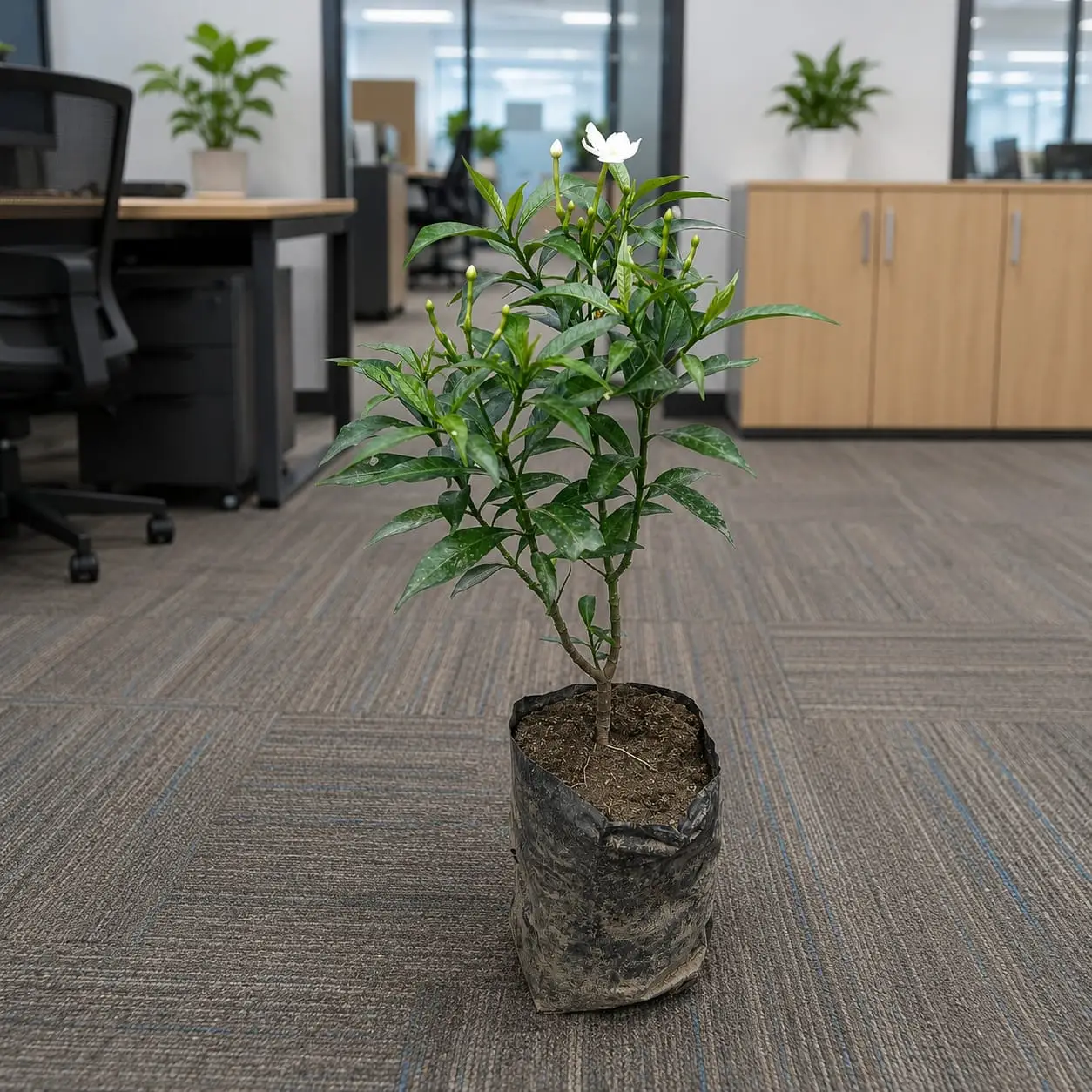 Dwarf Chandni Plant | In 5 Inch Poly Bag
