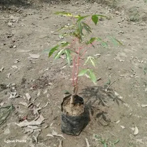 Tapioca / Cassava Plant In 5 Inch Bag