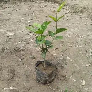 Motiya / Mogra Plant In 5 Inch Bag