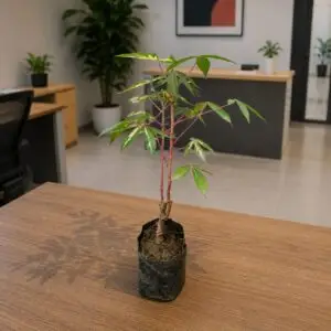Tapioca / Cassava – Outdoor Plant