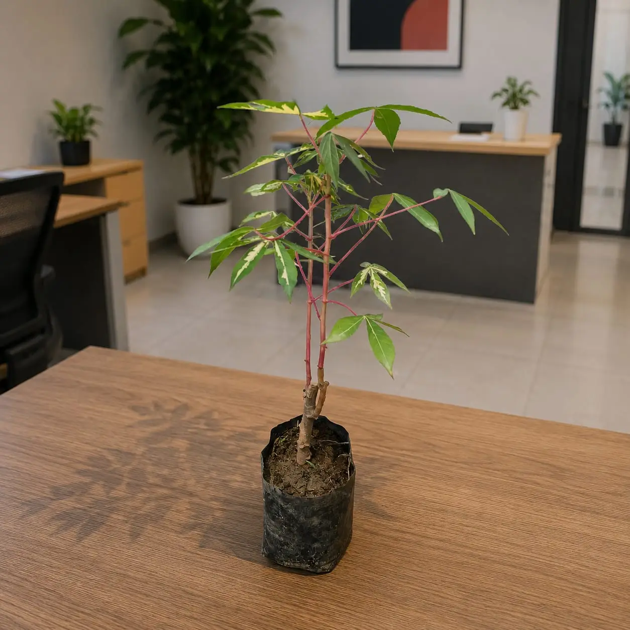 Tapioca / Cassava - Outdoor Plant