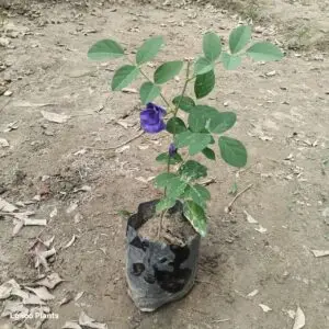 Aparajita – Double Flower Plant
