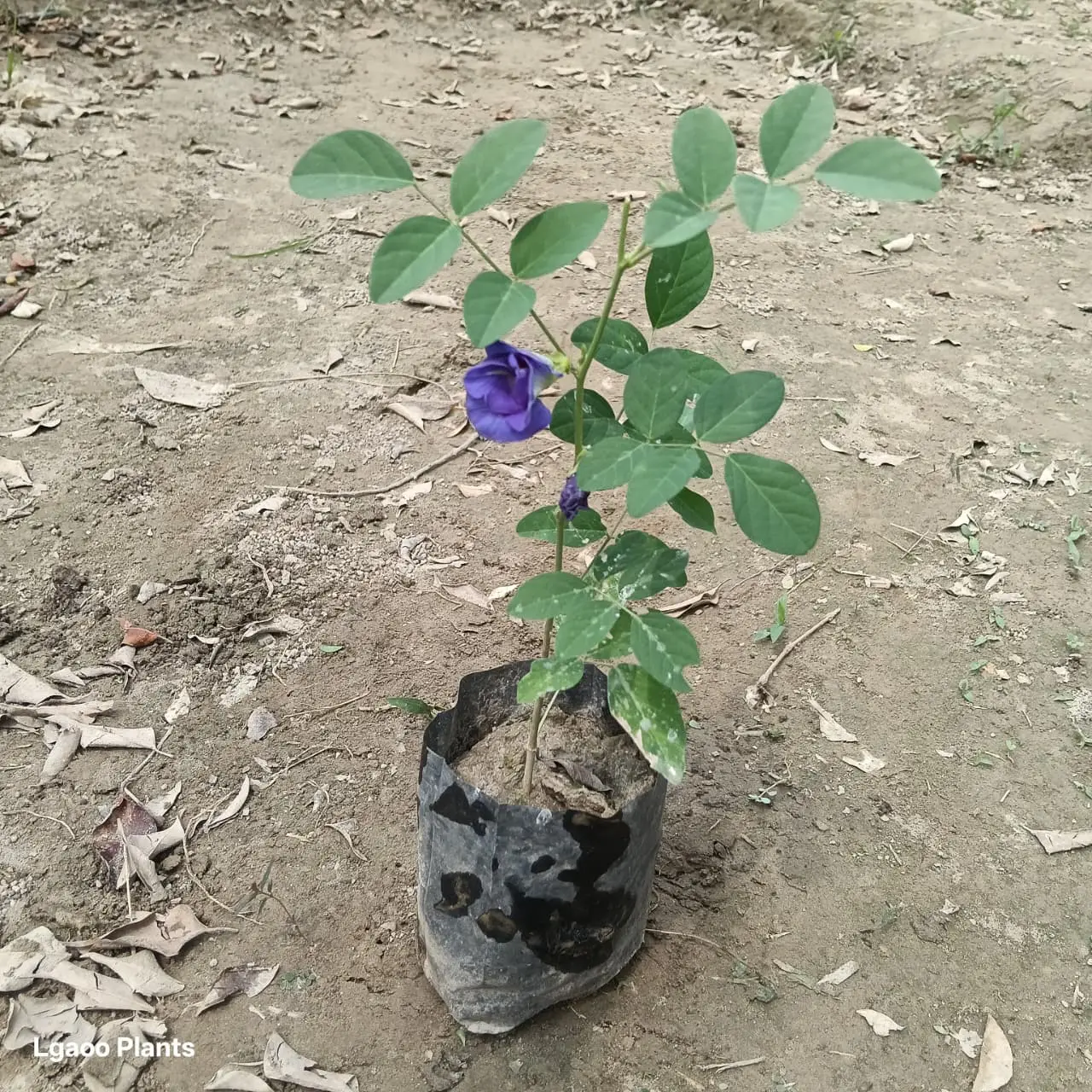 Aparajita - Double Flower Plant