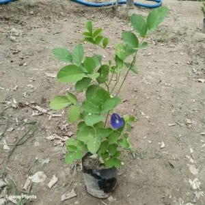 Aparajita Flower Plant – Purple Colour