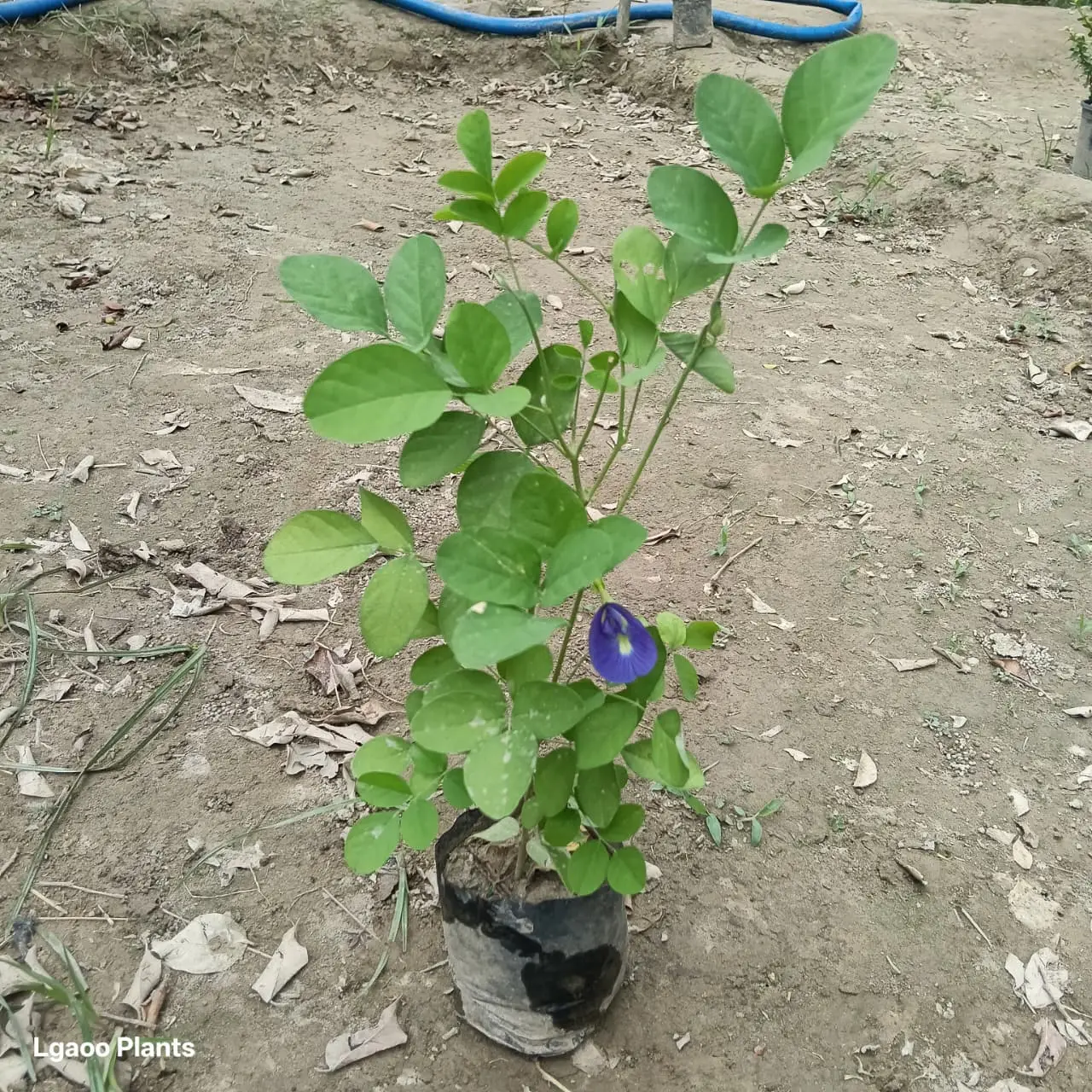 Aparajita Flower Plant - Purple Colour