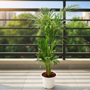 Areca Palm Plant | Indoor Air Purifying Palm | 2-3Ft