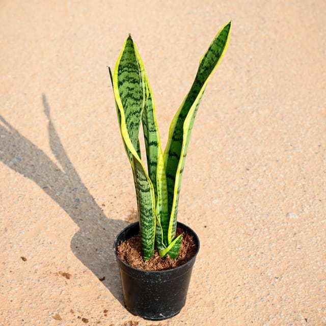Snake Plant ( Air Purifying Plant ) In 6 Inch Pot
