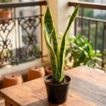 snake plant