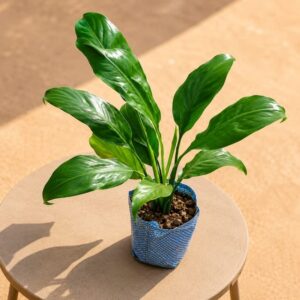 Peace Lily – Indoor Plant In 5 Inch Bag