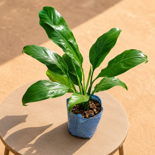 Peace Lily - Indoor Plant In 5 Inch Bag
