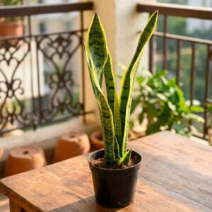 snake plant