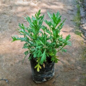 Lavender Plant In 5 Inch Bag – Fragrant Flowering Plant