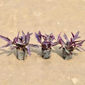 Purple Heart Plant ( 3 Plant) | Live Ornamental Outdoor Plant