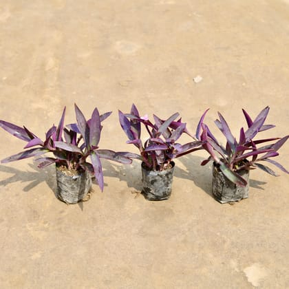 Purple Heart Plant ( 3 Plant) | Live Ornamental Outdoor Plant