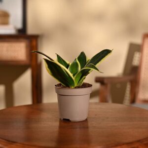 Snake Plant – Golden ( Premium)