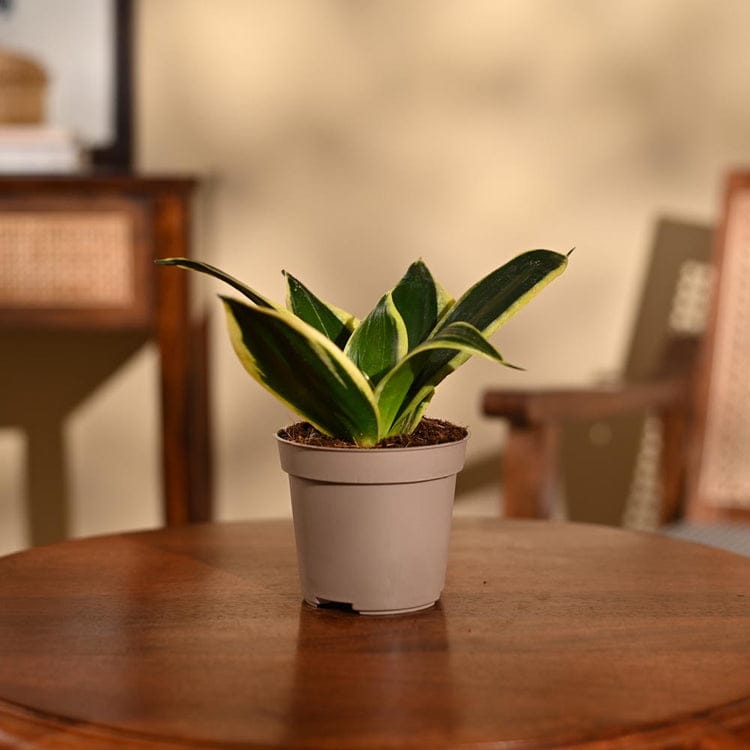 Snake Plant - Golden ( Premium)