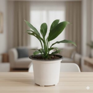 Peace Lily In 4 Inch Pot