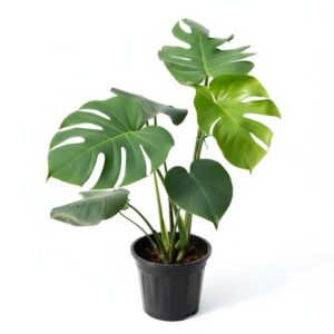 monstera