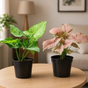 Syngonium – Pink & Green In 4 Inch Pot