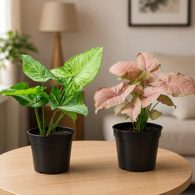 Syngonium - Pink & Green In 4 Inch Pot