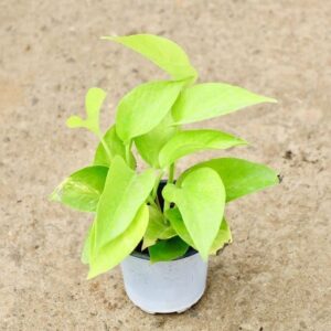 money plant