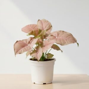 pink syngonium