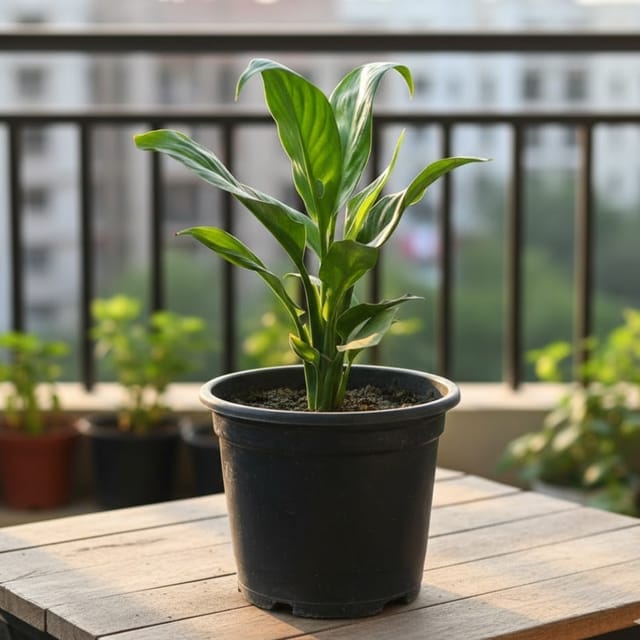 Peace Lily Plant In 4 Inch White Classic Pot
