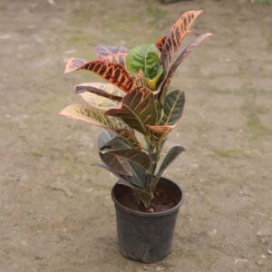 croton