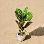 croton