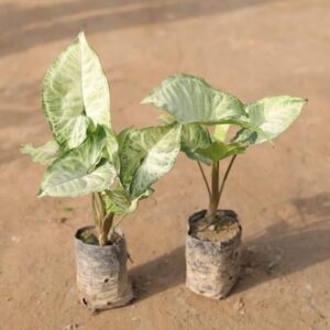 syngonium