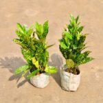 baby croton