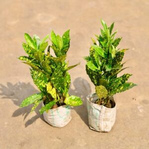 baby croton