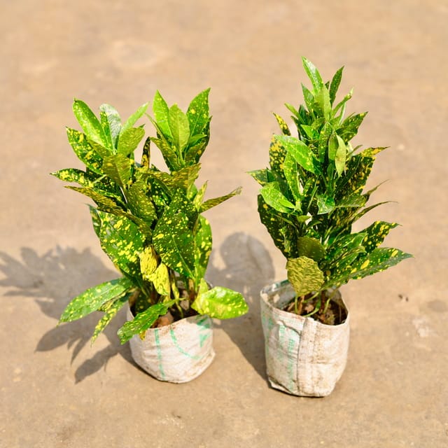 baby croton