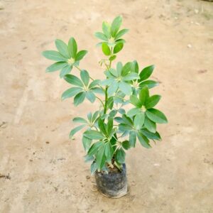 Schefflera Green In 5 Inch Poly Bag