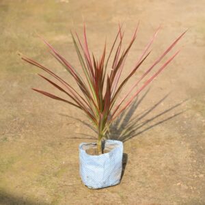 Dracaena Marginata Plant (Colorama Tree) | Indoor Air Purifying Plant