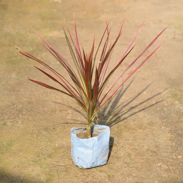 Dracaena Marginata Plant (Colorama Tree) | Indoor Air Purifying Plant