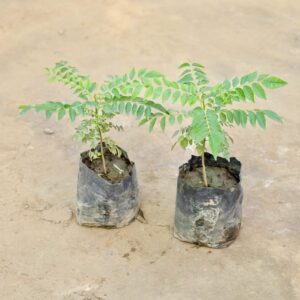 Curry Leaf Plant (Curry Patta) Set Of 2 – Best For Cooking