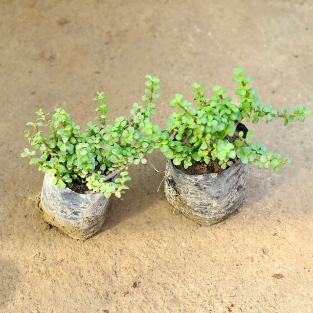 Jade Plant (Crassula ovata) | 2 SetUp |Live Lucky Succulent Indoor Plant