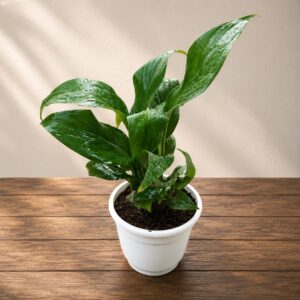 Peace Lily Plant In 4 Inch White Classic Pot