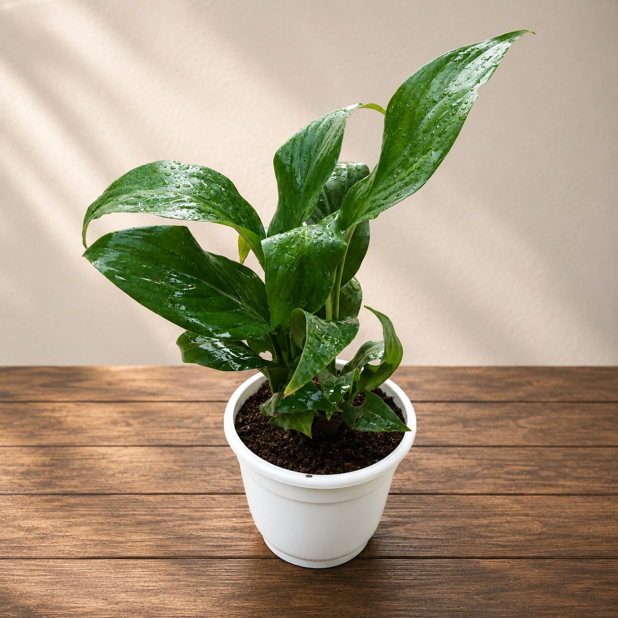 Set of 5 Indoor Plant Combo | Dwarf Snake Plant, Peace Lily, Golden Money Plant, Spider Plant & Jade Plant - In 4 Inch White Classic Plastic Pot
